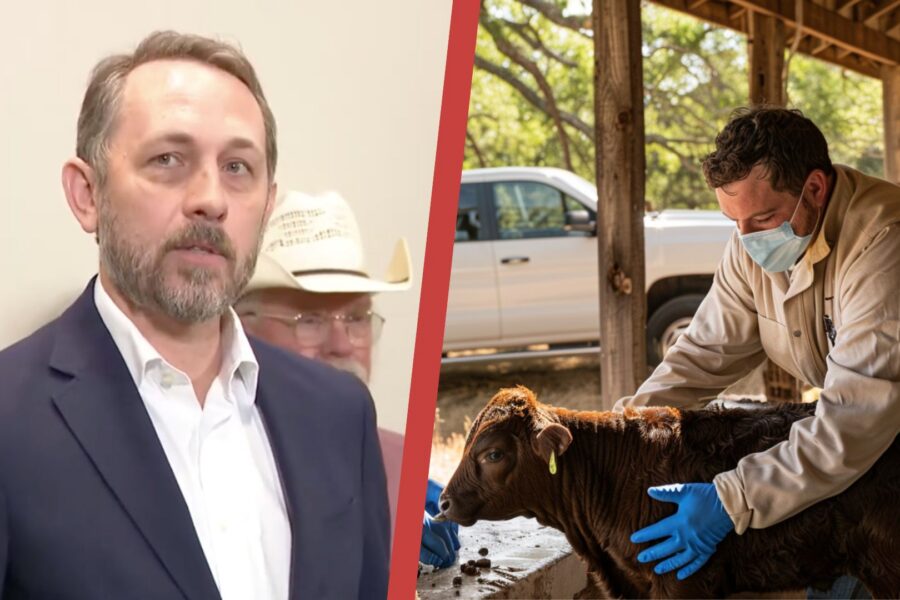 Travis and Caldwell Counties Declare Screwworm Disasters Before Local Detections