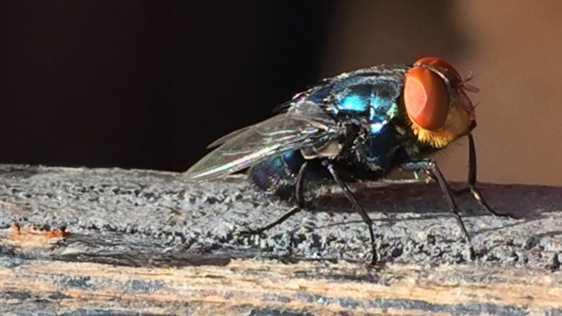 Texas Launches Free Screwworm Inspector Training to Support Texas Livestock Supply Chains