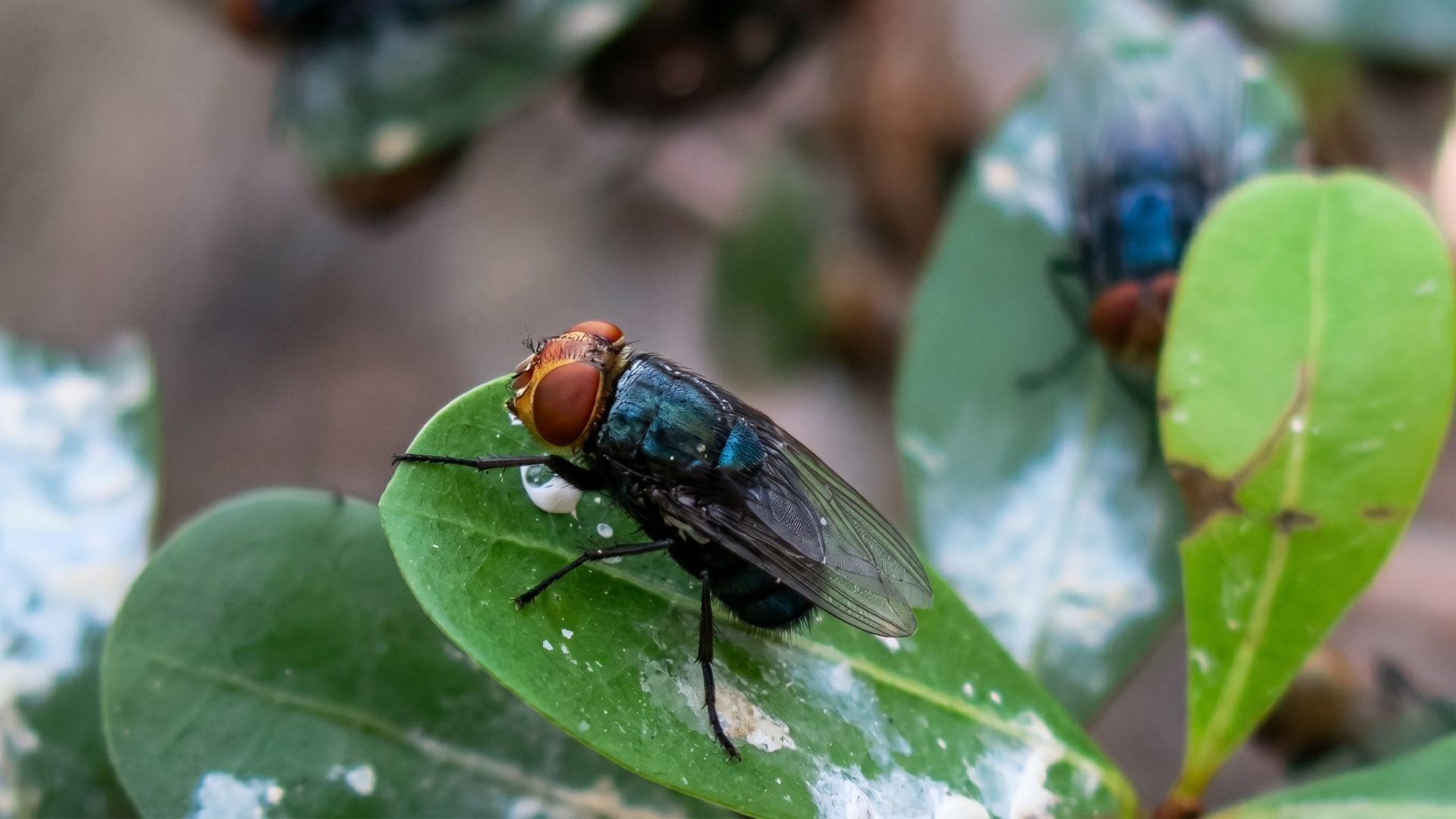 U.S. Screwworm Tally Holds at 32 for a Full Week as USDA’s Sterile-Fly Network Scales Up