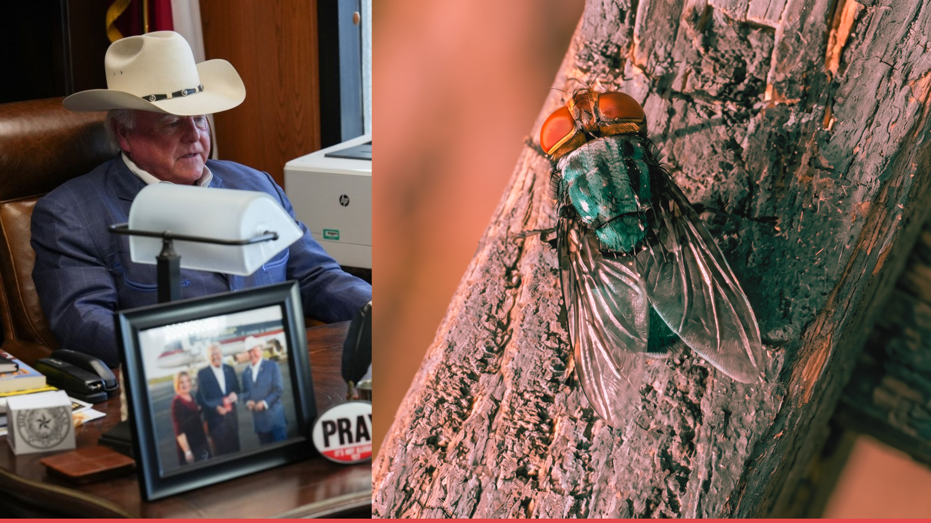 Texas Agriculture Commissioner Praises Reopening of Mexican Cattle Imports While Urging Aggressive Screwworm Action