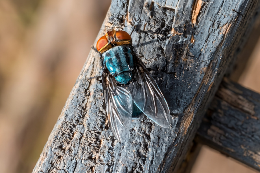 US Screwworm Count Reaches 31 as Inactive Cases Climb to Third of the Total