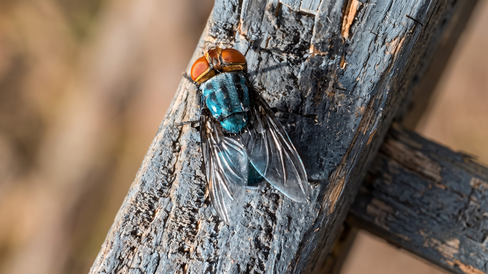 Screwworm Count Climbs to 34 as First Cases Reach Brewster County in the Big Bend